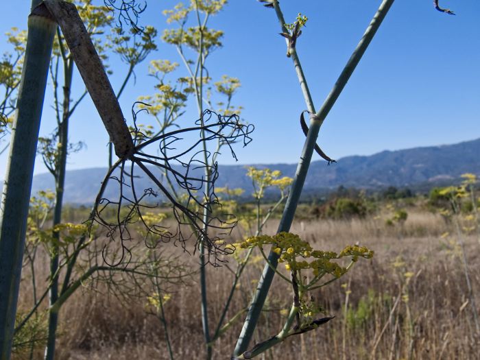 field flower stem plant fennel