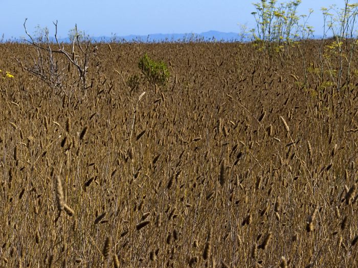 field plant grass