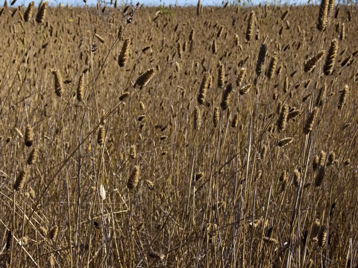 field plant grass