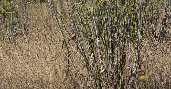 field stem bird plant fennel plant grass