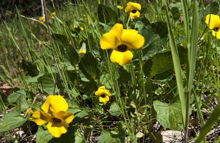  flower plant johnny-jump-up