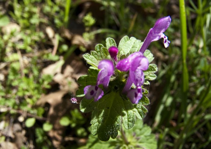  flower plant henbit