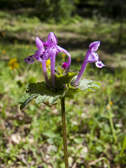  flower plant henbit