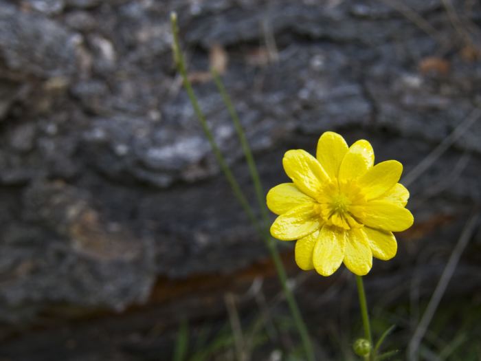  flower plant buttercup