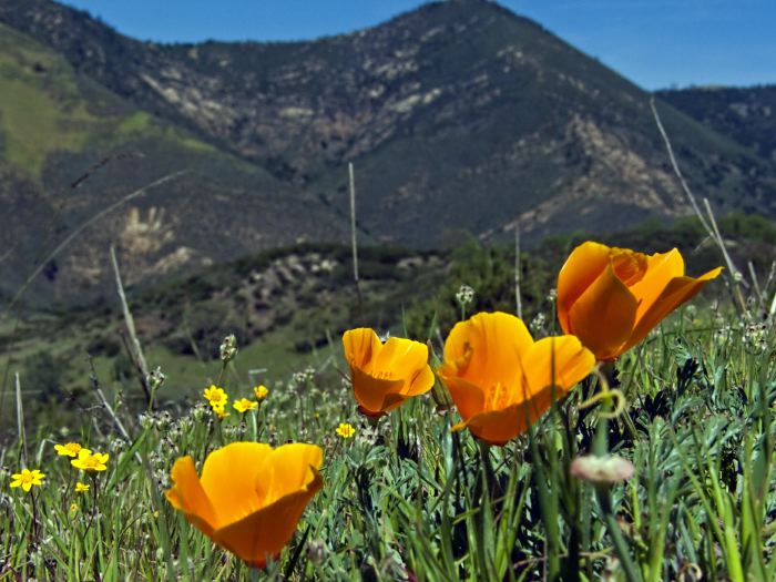  flower plant poppy