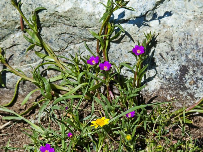  flower plant calandrinia (red maids) plant lasthenia (goldfields)