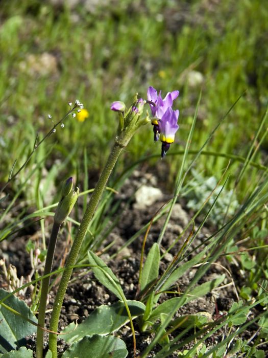  flower plant shooting star