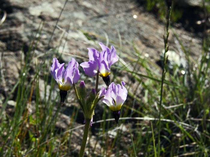  flower plant shooting star