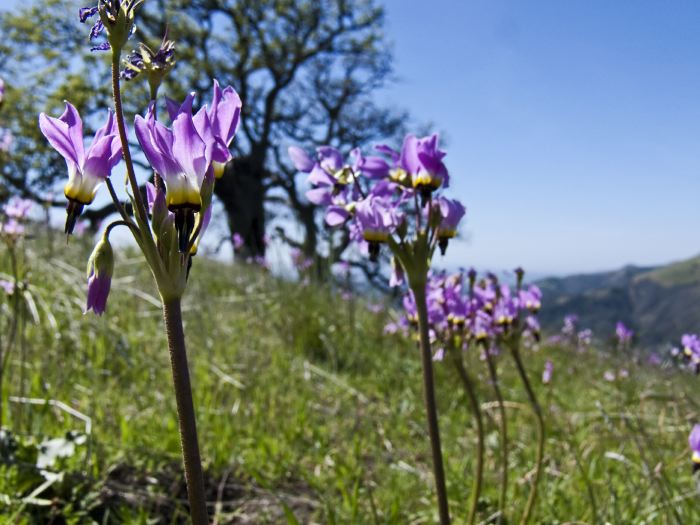  flower plant shooting star