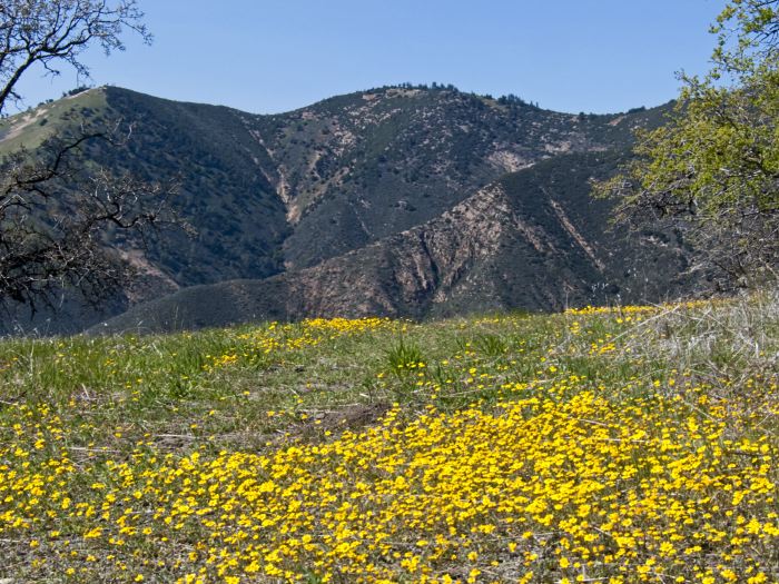  flower plant lasthenia (goldfields)