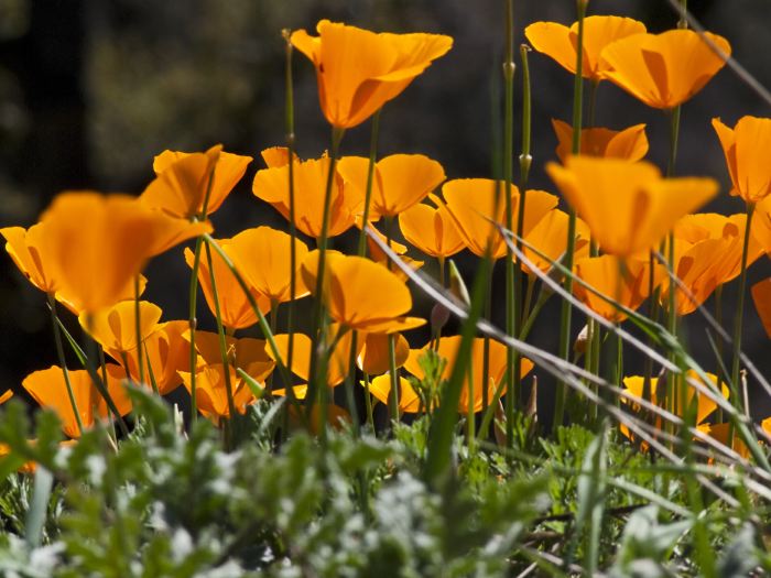  flower plant poppy