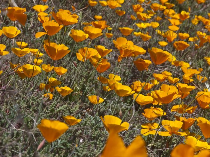  flower plant poppy