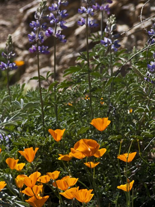  flower plant lupine plant poppy