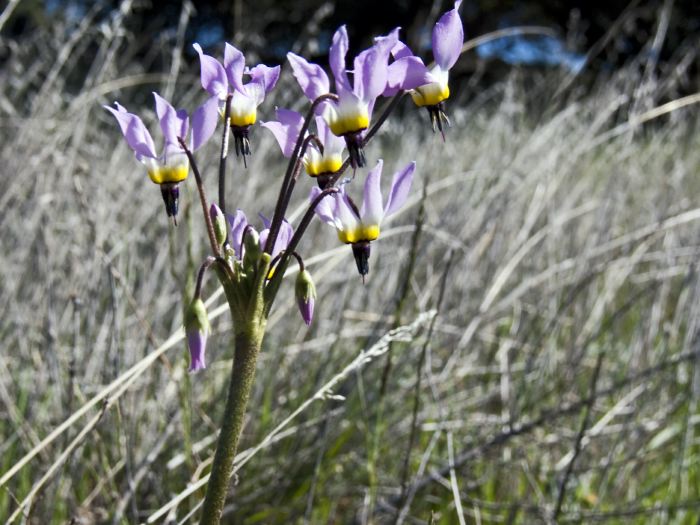  flower plant shooting star