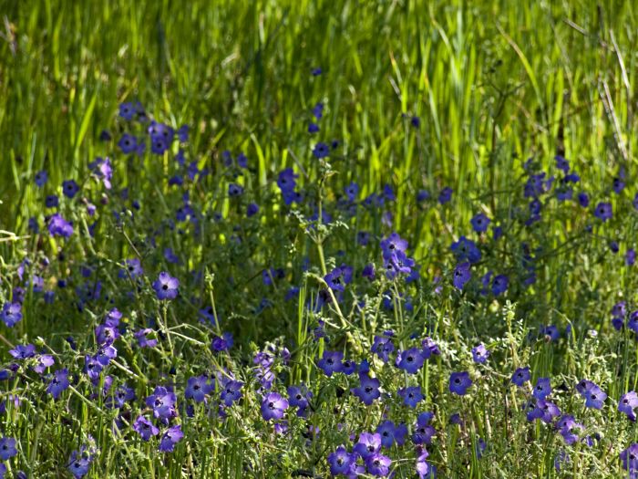  flower plant fiesta flower (pholistoma)