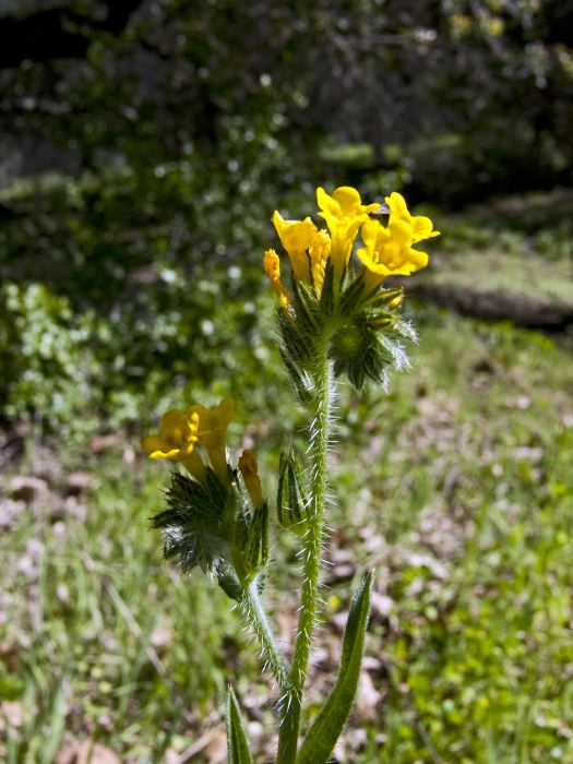  flower plant fiddleneck (amsinckia)