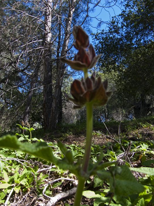  flower plant sage hummingbird sage