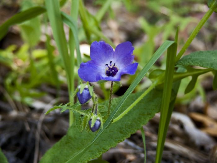  flower plant fiesta flower (pholistoma)