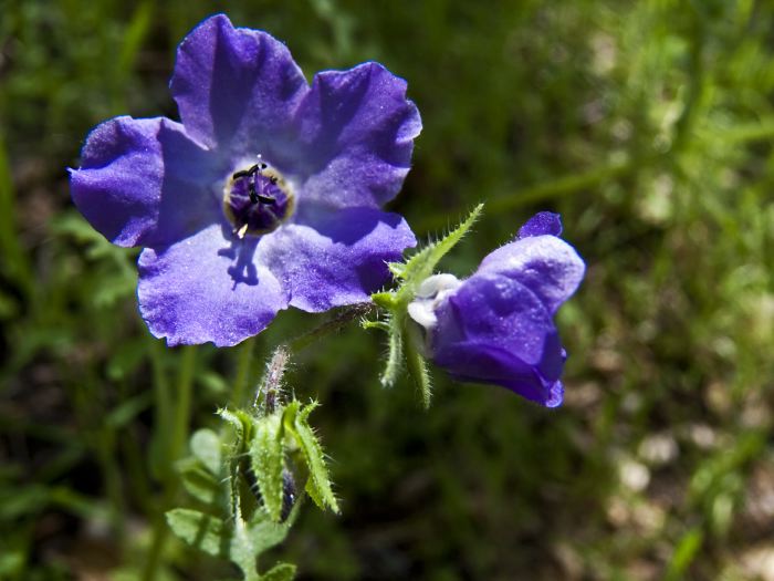  flower plant fiesta flower (pholistoma)