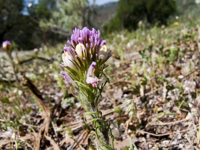  flower plant owl's clover