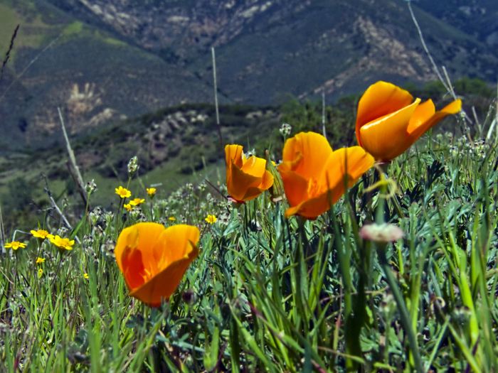  flower plant poppy