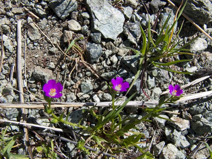  flower plant calandrinia (red maids)