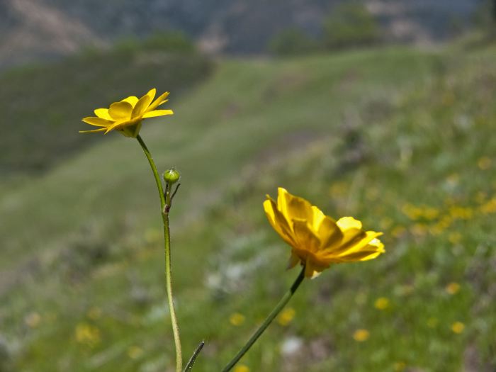  flower plant buttercup