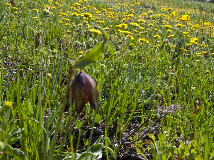  flower plant lasthenia (goldfields) plant lily chocolate lily (fritillaria)