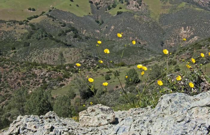  flower plant buttercup