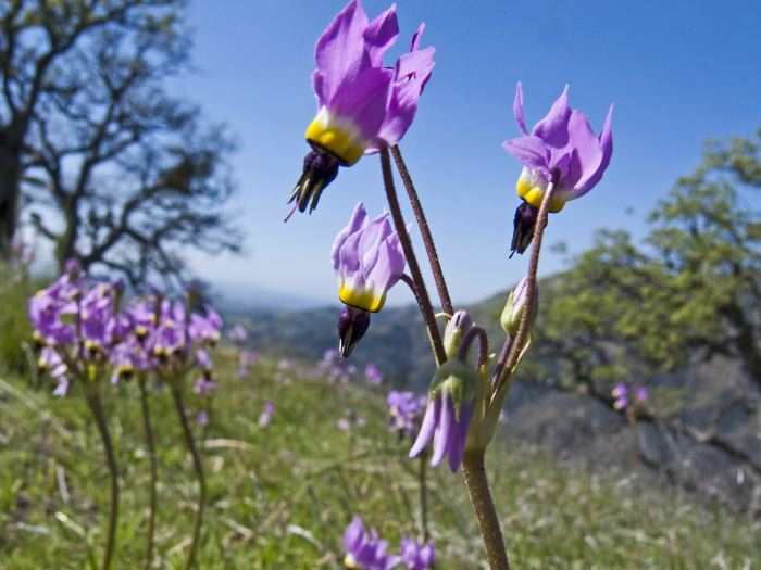  flower plant shooting star