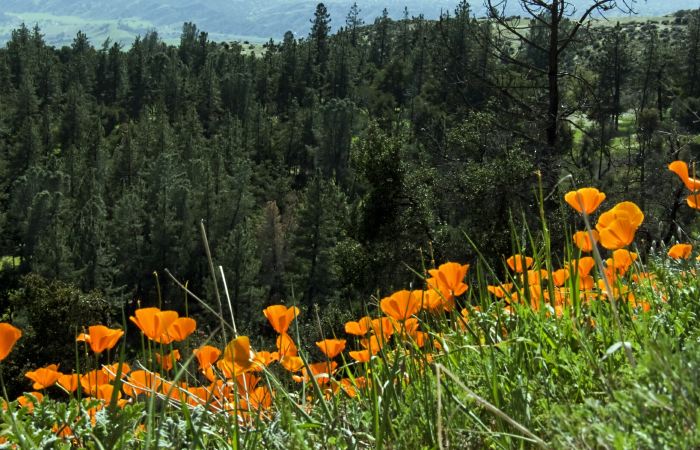  flower plant poppy