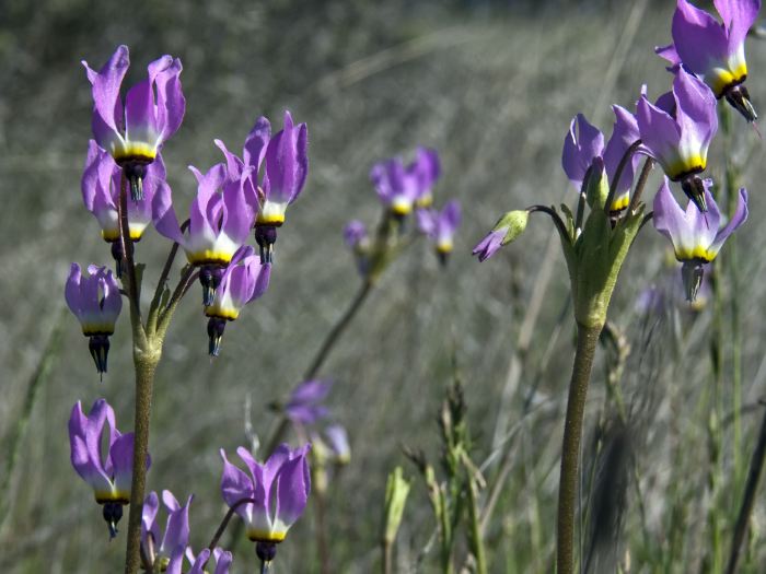  flower plant shooting star