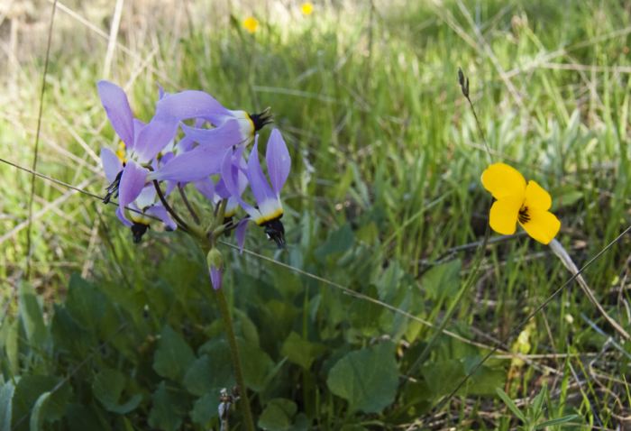  flower plant johnny-jump-up plant shooting star