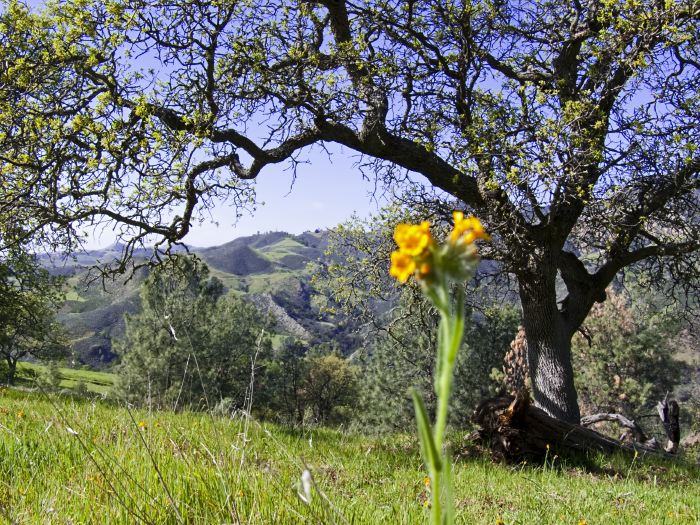  flower plant fiddleneck (amsinckia)