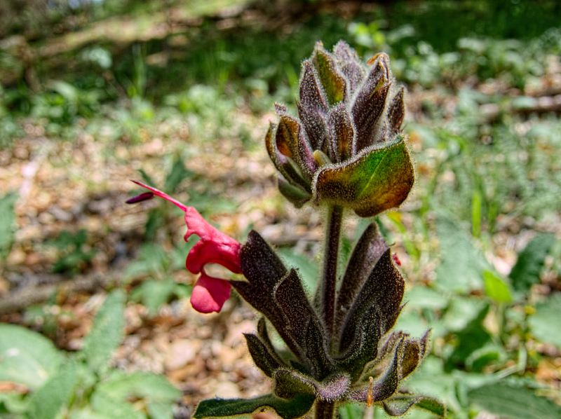 woods floor flower leaf plant sage hummingbird sage