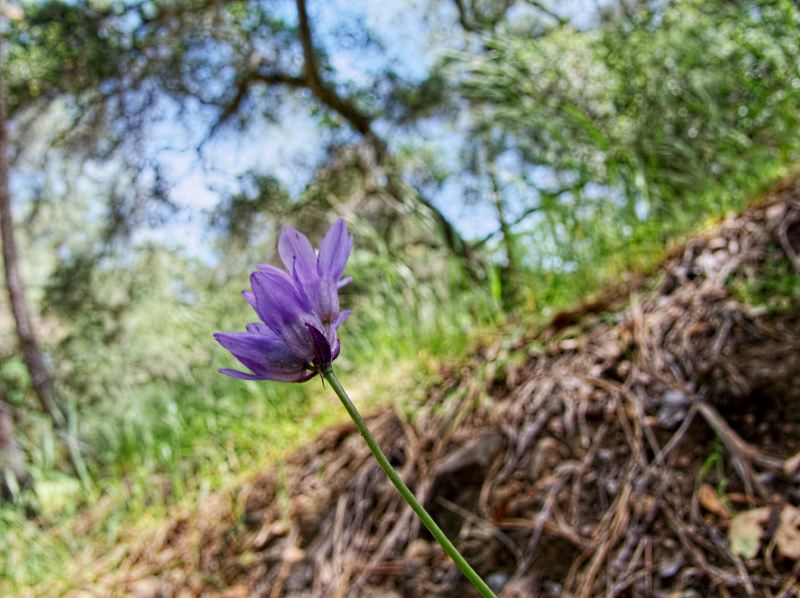 woods floor flower plant blue dicks