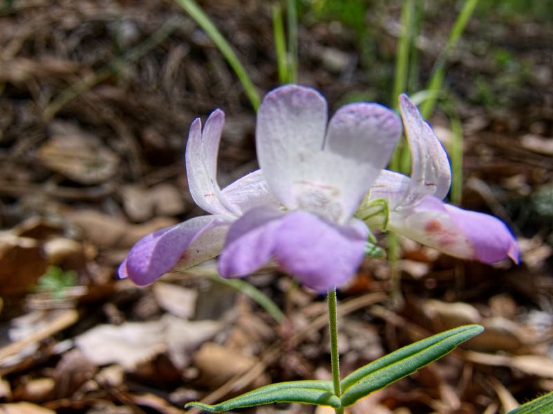 woods floor flower plant collinsia (chinese houses)