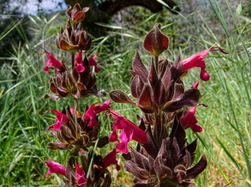 field flower leaf plant sage hummingbird sage