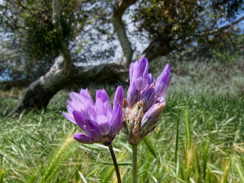 field flower plant blue dicks