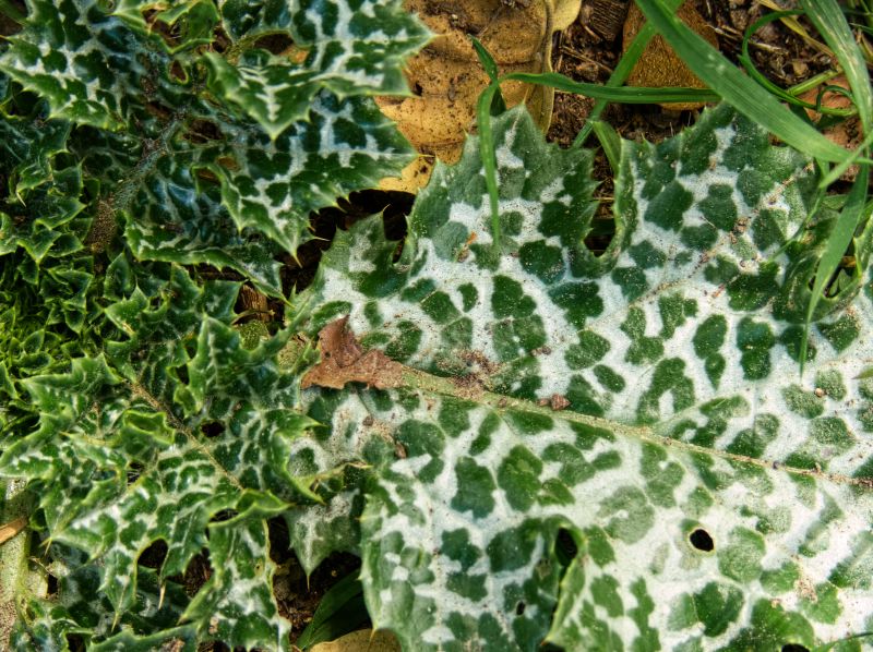  leaf plant thistle