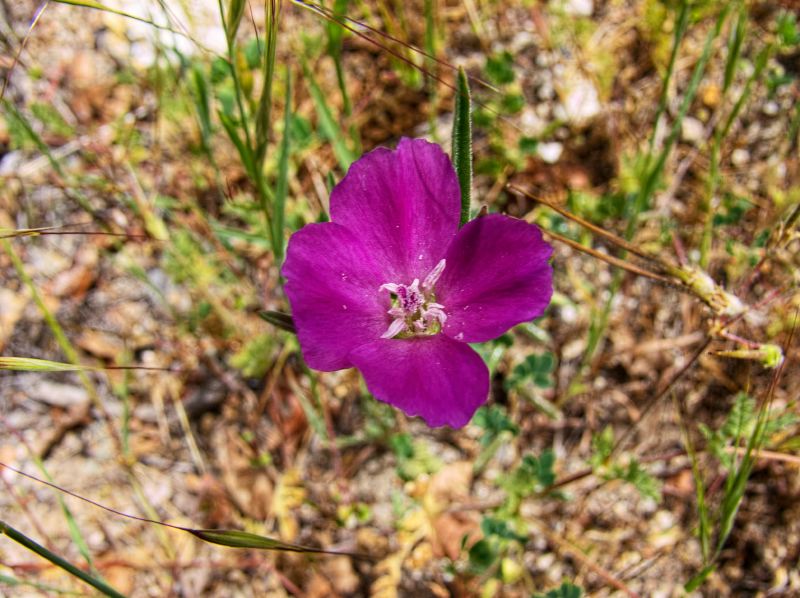 woods floor flower plant clarkia? clarkia