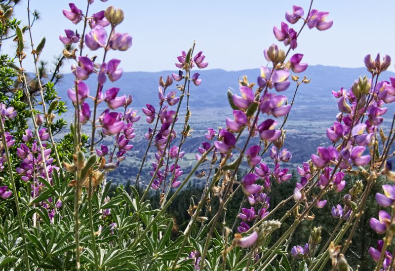 mountain flower plant lupine