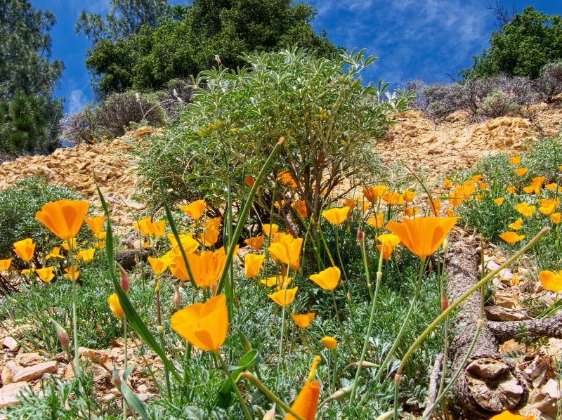 mountain flower plant poppy