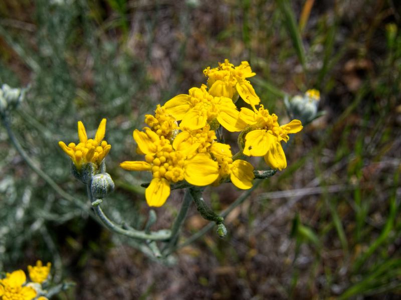  flower plant sunflower