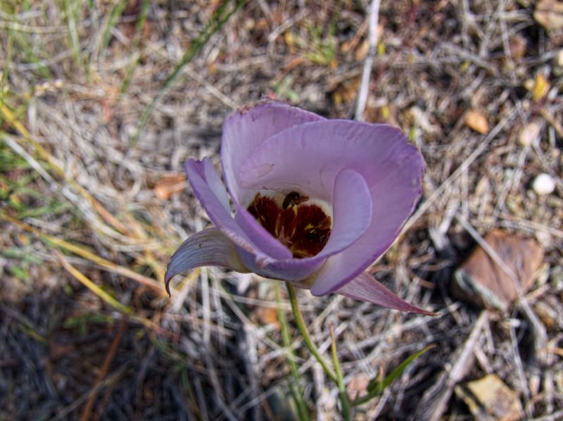  flower plant mariposa lily