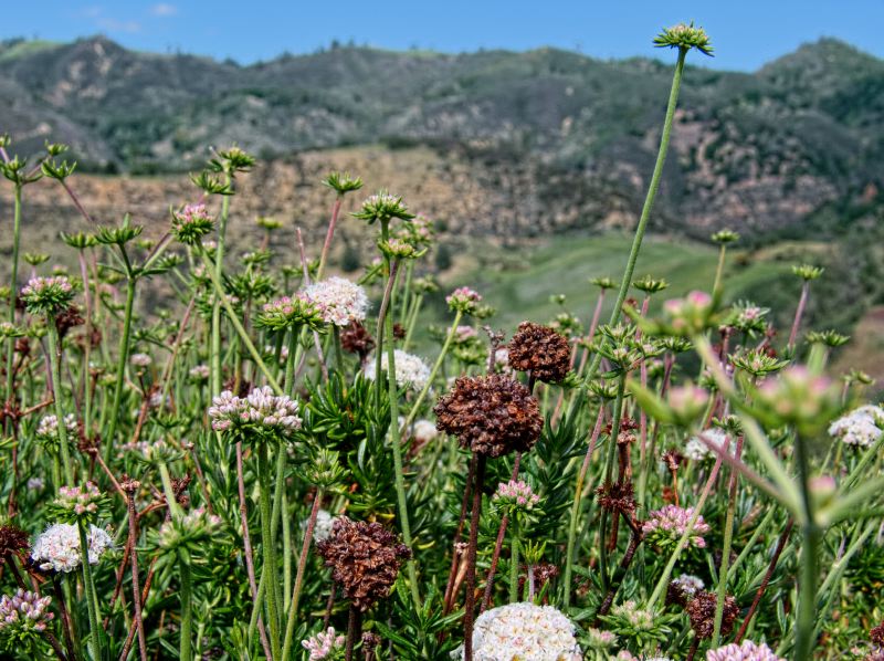 field mountain dry flower plant eriogonum