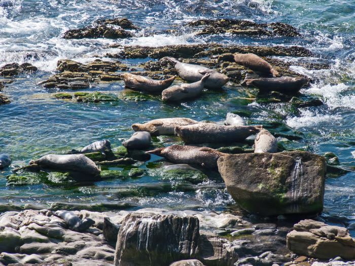 sea rock animal seal