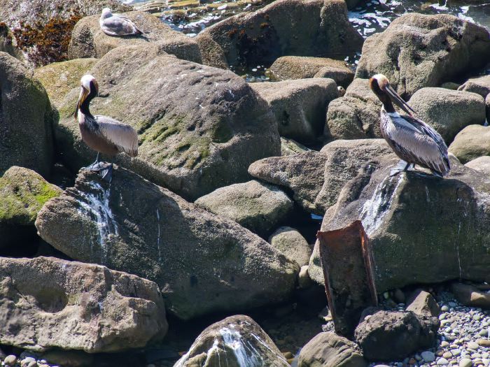 rock bird gull bird pelican