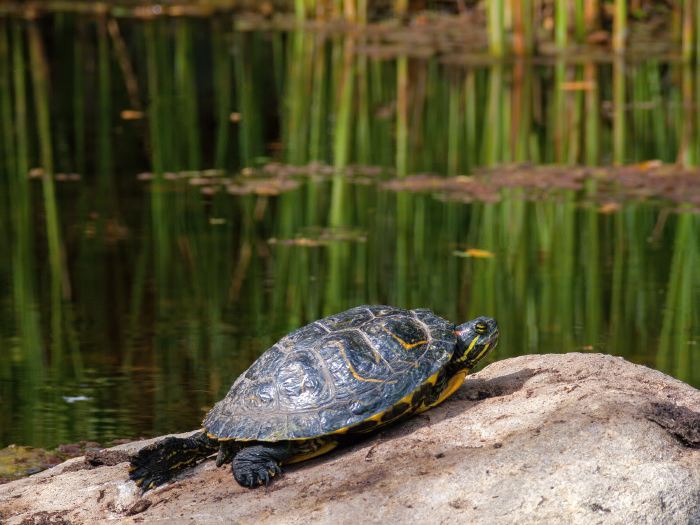 lake animal turtle