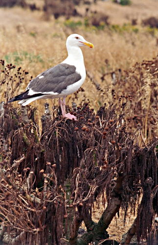field dry bird gull plant coreopsis